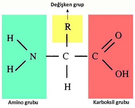 halkalı aminoasitler
